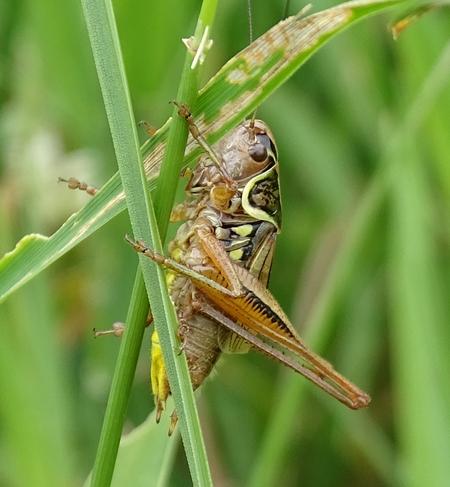 Roeseliana roeselii